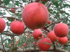 2026第24届中国新疆国际农业博览会